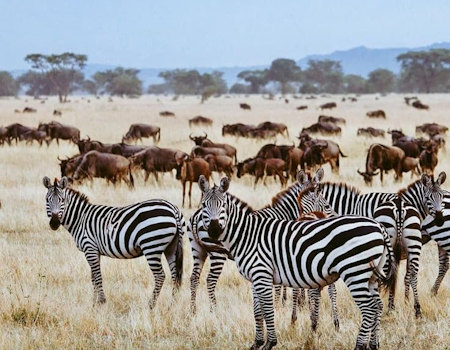 4 days L.Manyara/ Ngongoro/ Tarangire Safaris