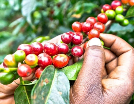 Coffee Tour Briefing – Fairview Coffee Farm