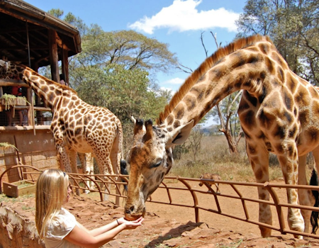 giraffe-center-day-tour