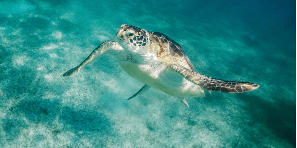 Screen-Shot-2018-10-10-at-1.05.22-PM