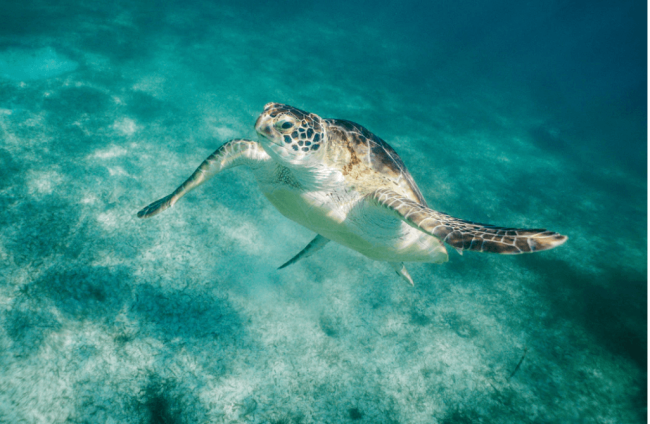 Screen-Shot-2018-10-10-at-1.05.22-PM