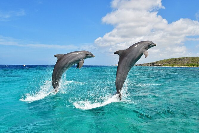 Dolphin Tours